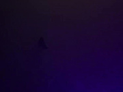 brei_elle - Twitch Girl dancing in club