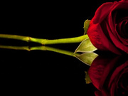 Alise 200615 0415 Striptease,DoggyPose,Domi,Masturbatio