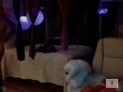IndigoWild Wax Show