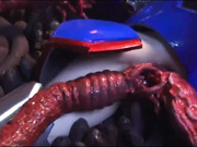 Japanese Power Ranger Fucked by Tentacles.