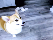 nika_lodge if U like stupidity & dogs this vid is 4 U